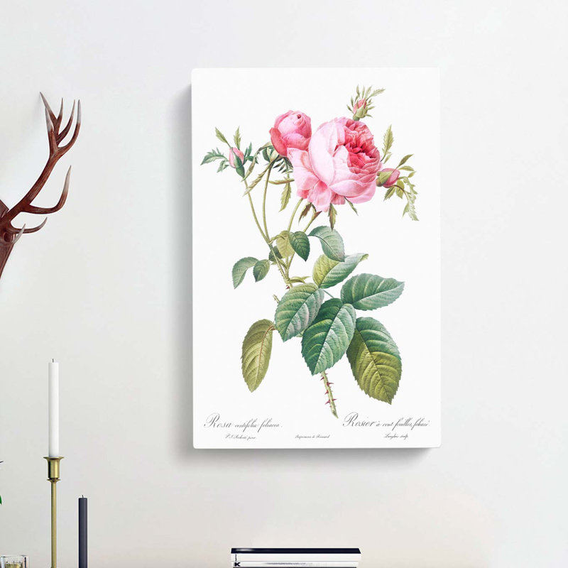 Pink Cabbage Roses In Bloom by Pierre-Joseph Redoute - Wrapped Canvas Painting, 50cm H x 35cm W x 3cm D