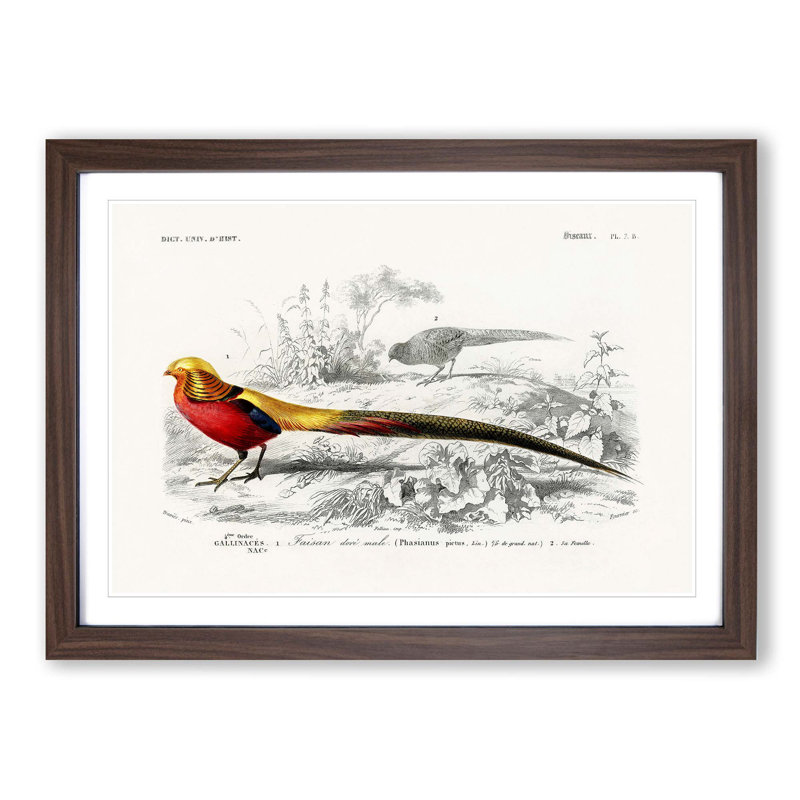 Male Golden Pheasant by Charles d' Orbigny - Picture Frame Art Print, Walnut Framed, 36cm H x 48cm W x 2cm D