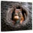 Crowle Squirrel In A Tree Hole-109398827