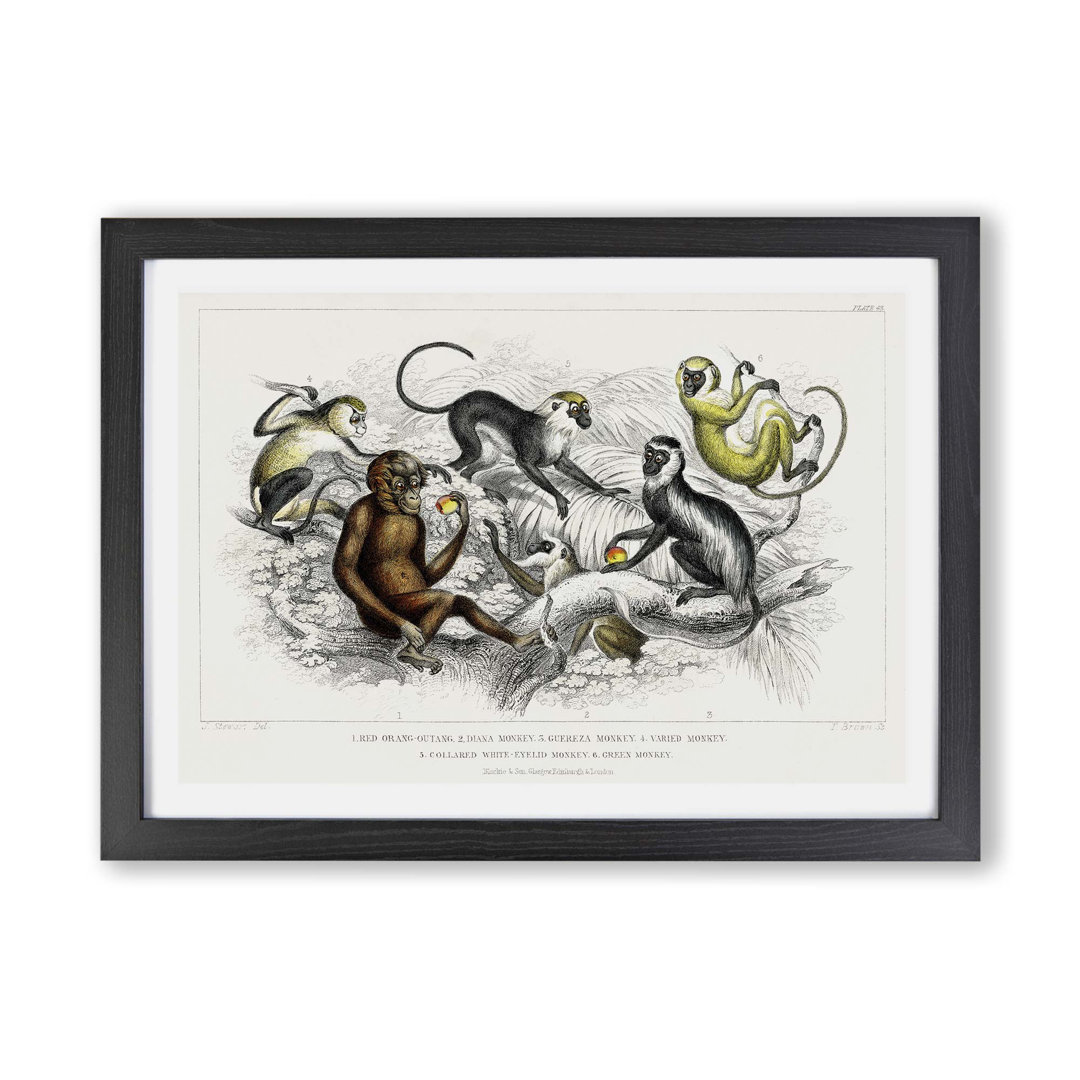 Orangutan & Monkeys by Oliver Goldsmith - Framed Print