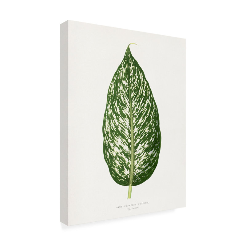 Rouleau de bolognaise, Les Plantes à Dieffenbachia, H 19 po x l 14 po