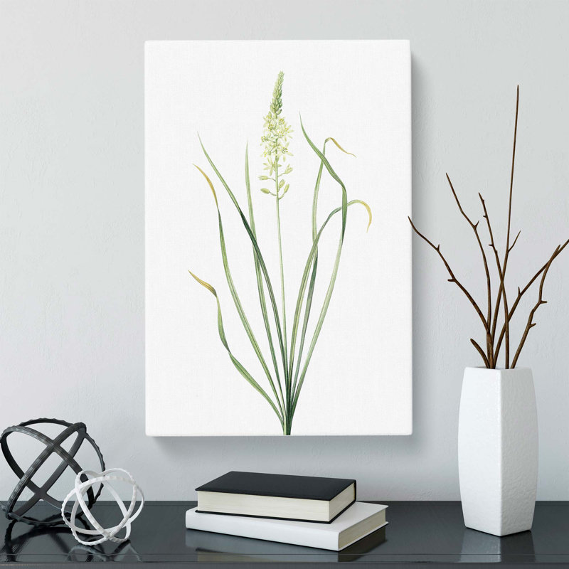 Wild Asparagus Flowers by Pierre-Joseph Redoute - Wrapped Canvas, 50cm H x 35cm W x 3cm D