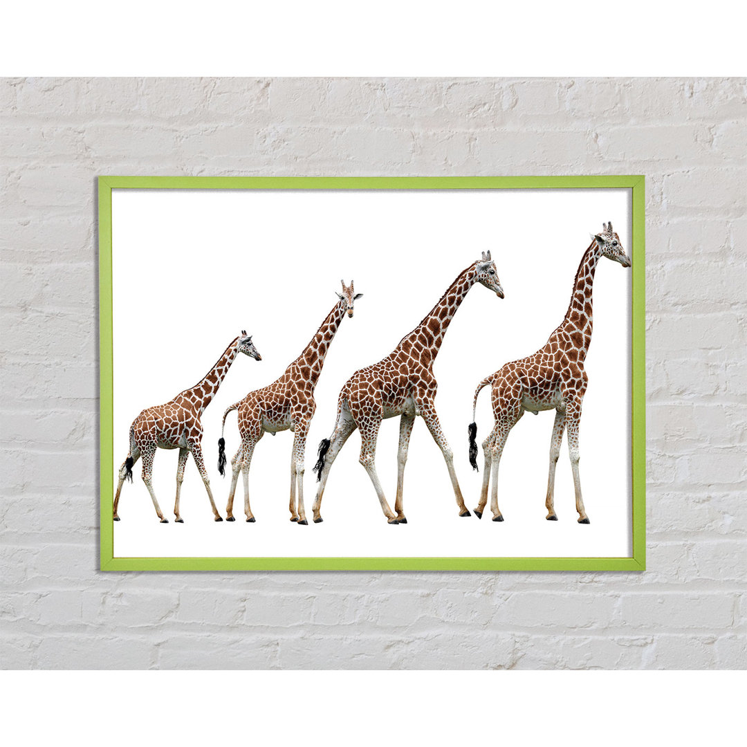 Giraffe Lineup Gerahmter Druck