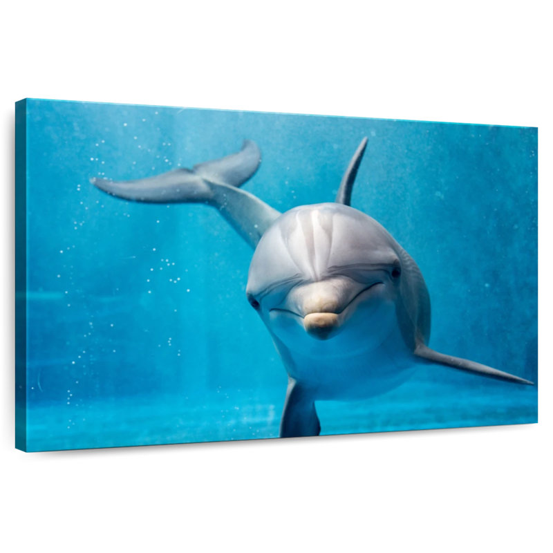 Brampt Friendly Dolphin, 32" H x 48" W