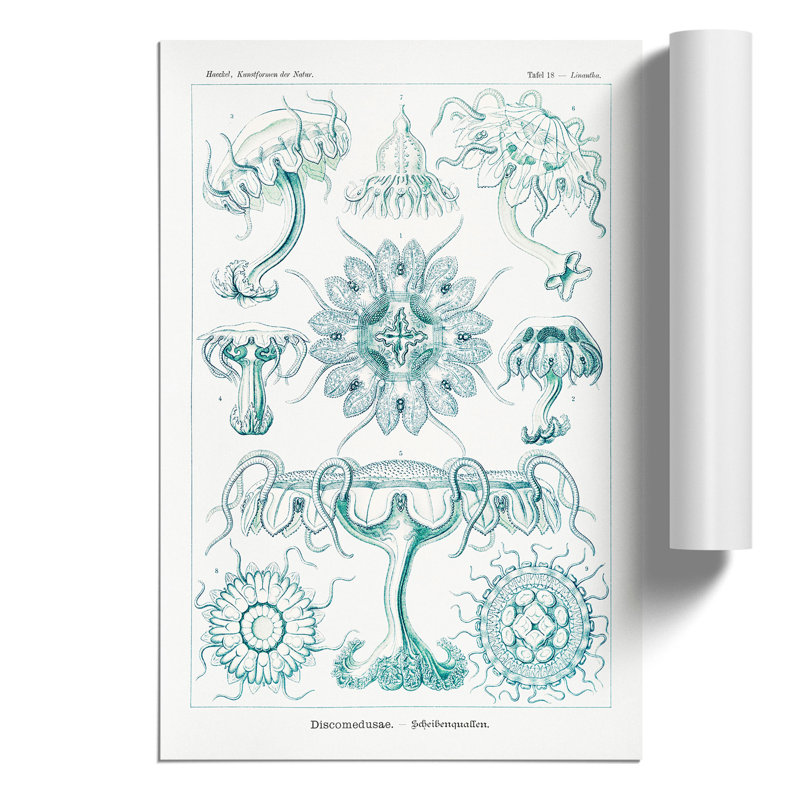 Discomedusae Jellyfish by Ernst Haeckel - Frameless Print, 59cm H x 42cm W x 0.1cm D
