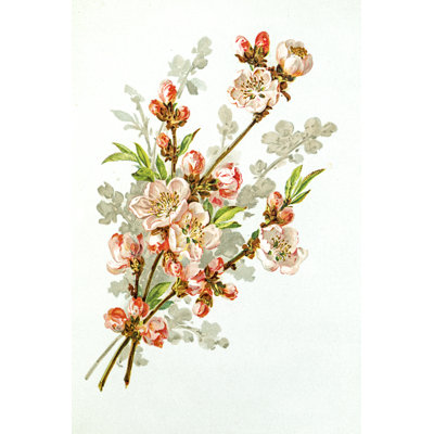 Apple Blossom 19 by Mashuk - No Frame Art Prints on Canvas