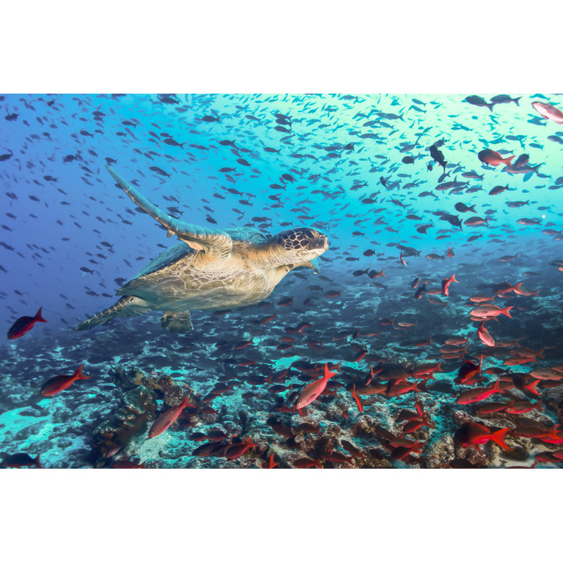Turtle And Tons Of Fish by LFPuntel - Wrapped Canvas Print, 30cm H x 46cm W x 3.8cm D