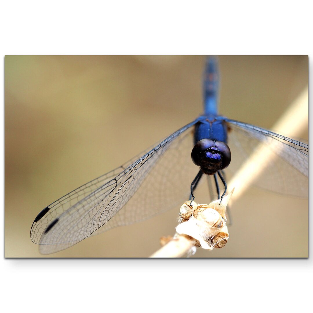 Leinwandbild Blaue Libelle auf Zweig