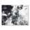 Flurry " Flurry " Black and White Photography Print