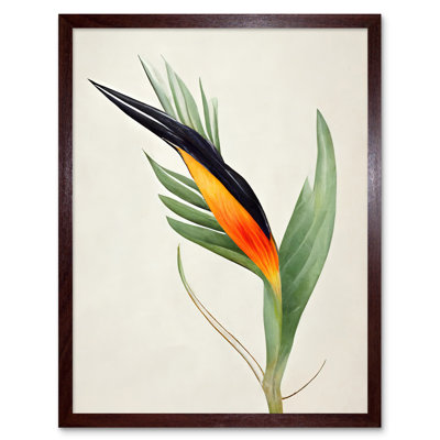 Tropical Bird Of Paradise Flower - Print