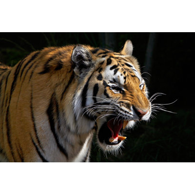 Tiger Roaring - Wrapped Canvas Print