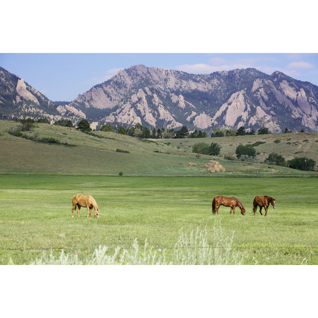 Grazing Horses - Leinwandbild