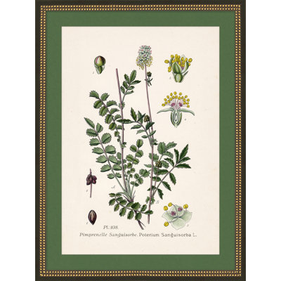 Wildflower Study 4