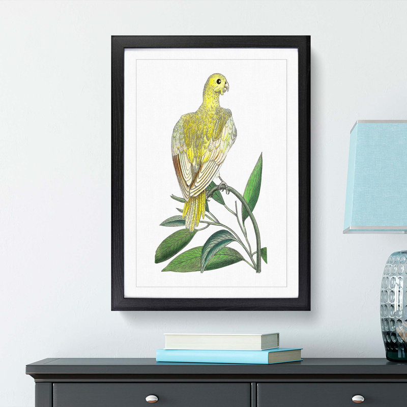 Yellow Parakeet by George Shaw - Framed Print, 48cm H x 36cm W x 2cm D, Black Framed
