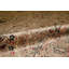 Wool Oriental Area Rug in Brown