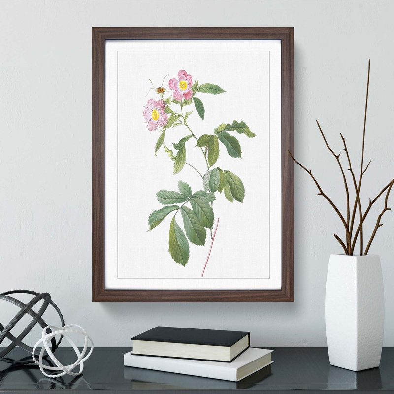 Alpine Roses In Pink by Pierre-Joseph Redoute - Single Picture Frame Painting, 45cm H x 33cm W x 2cm D, Walnut Framed