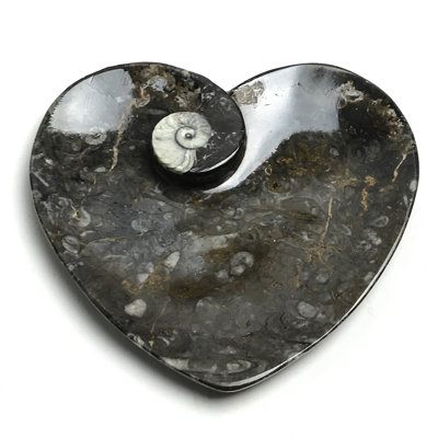 Genuine Polished Goniatite Fossil Heart Decorative Plate (Small)