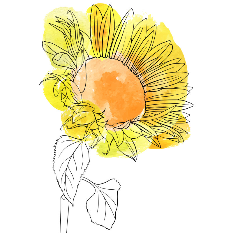Shartlesville Sunflower - Wrapped Canvas Print, 30cm H x 30cm W x 3.8cm D