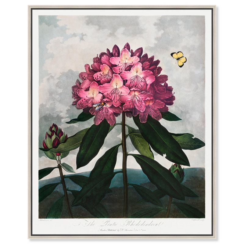 Pontic Rhododendron 1807, toile par Art Remedy, Noir, H 21 po x l 17 po, Cadre flottant