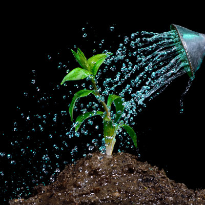 " Watering Flowers "