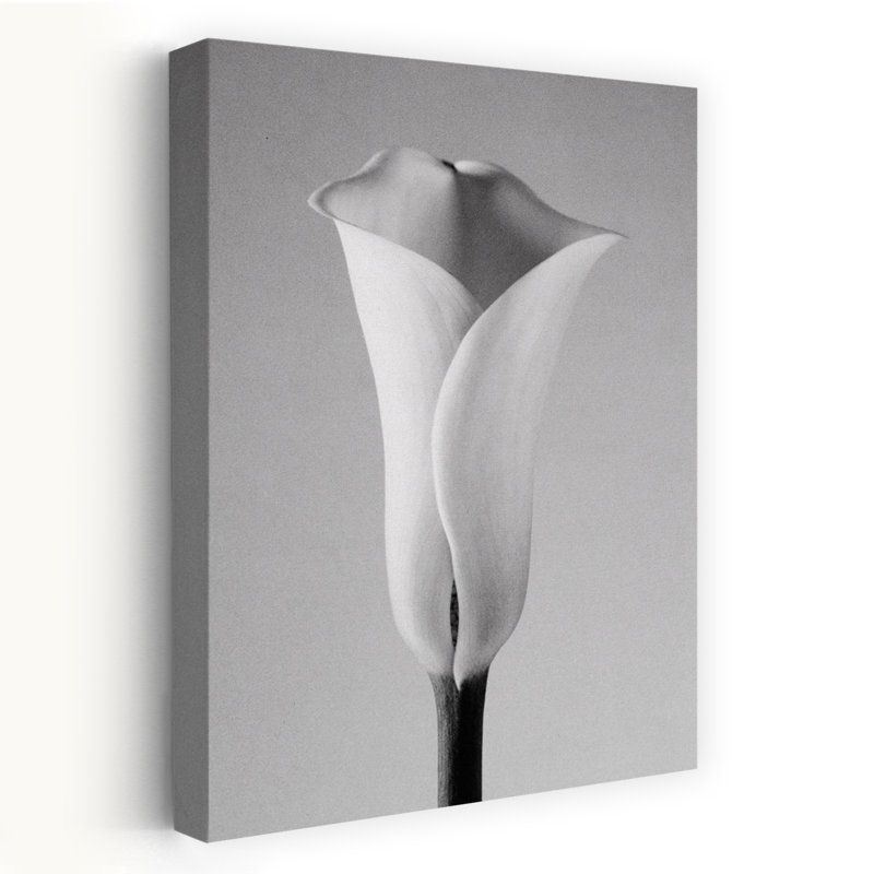 Calla n ° 1 - art floral et nature morte, H 24 po x l 16 po