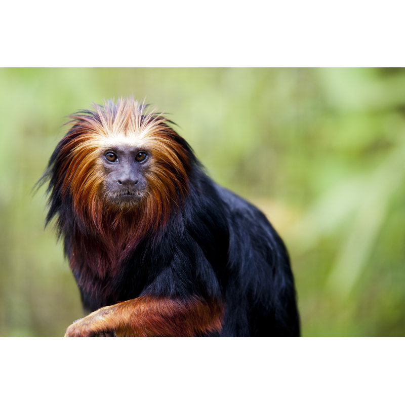 Golden-Headed Lion Tamarin - Wrapped Canvas Print, 81cm H x 122cm W x 3.8cm D