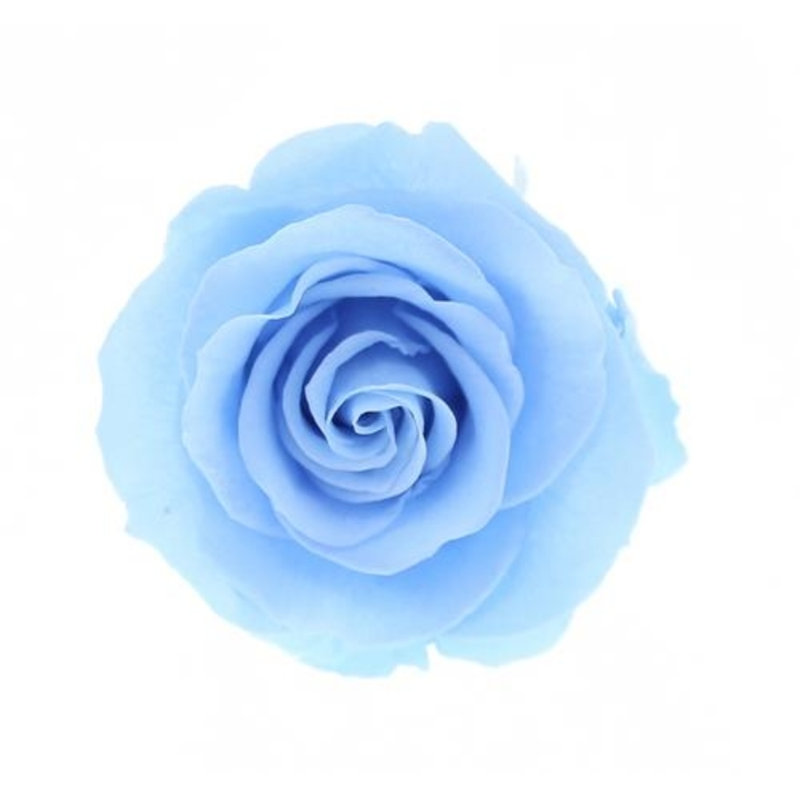 Arrangement floral 4 roses dans une boîte, Bleu ciel, Blanc