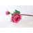 Cerise Pink