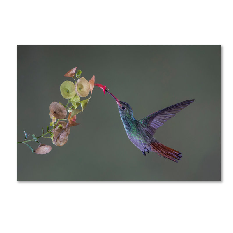 « stretch », reproduction de photo sur toile tendue, 16 po x 24 po