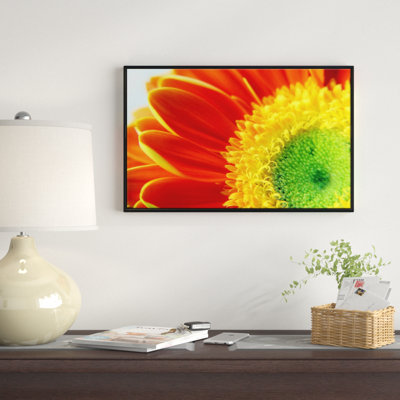 " Gerber Daisy Flower Petals "