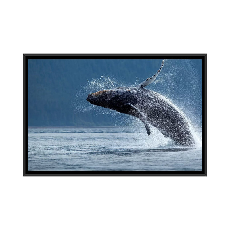 «Breaching Humpback Whale, Chatham Strait, Alaska, USA», impression sur toile, H 18 po x l 26 po x P 1,5 po, Pas de tapis