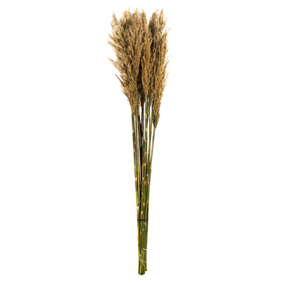 Zellmer Preserved Reed Stems