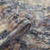 Jordan Cary Abstract Indoor Rug