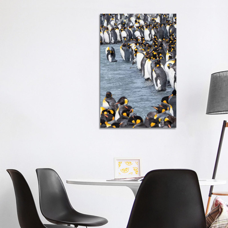 King Penguin Rookery in St. Andrews Bay. Adults Molting. South Georgia Island 1 Piece Wrapped Canvas Wall Art