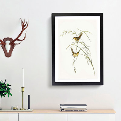 Exile Warbler by Elizabeth Gould - Picture Frame Painting Print