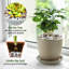 Natural Stone Landscape & Nature Garden Stone