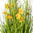 Artificial Potted Yellow Cosmos and Green Grass.-1560106796