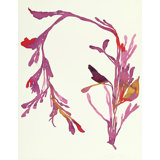 Plants XIII Print by Hable Construction