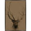 Antlers I Print by Maelani Blue-2059102728