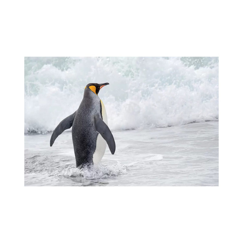 King Penguin Rookery On Salisbury Plain In The Bay Of Isles. South Georgia Island by Martin Zwick - Wrapped Canvas Print