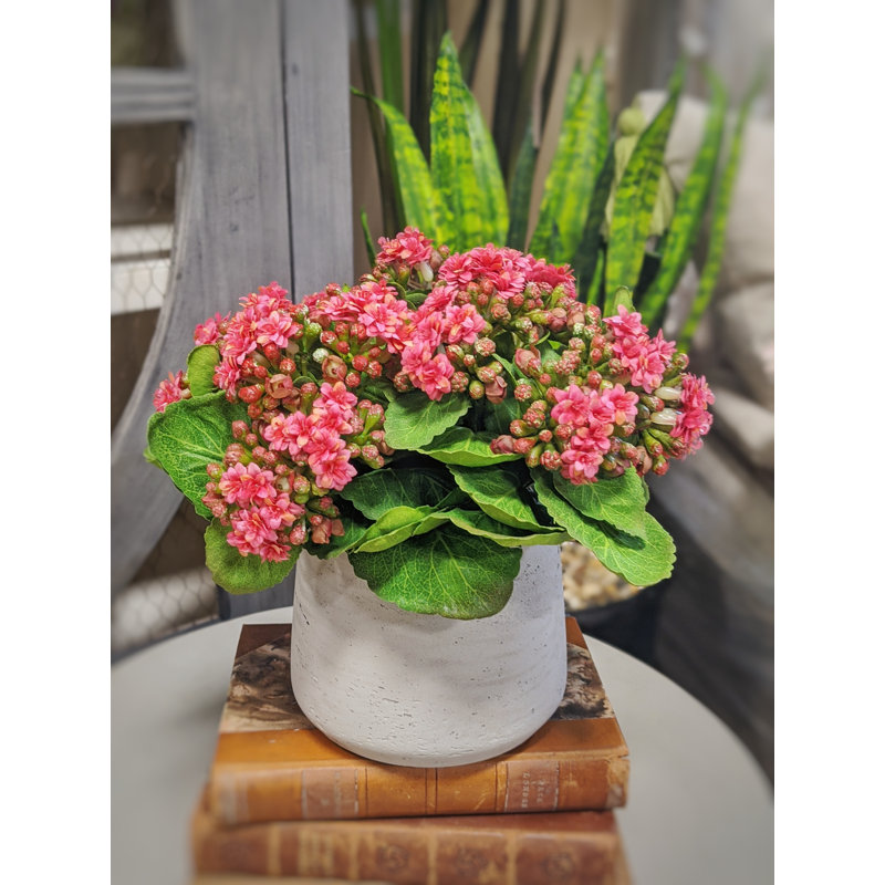 Kalanchoe Arrangement in Fiberstone Pot, Pink