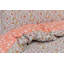 Quinlynn Polyester Floral Duvet Cover Set with Pillowcases Included-1163673203-1163673206