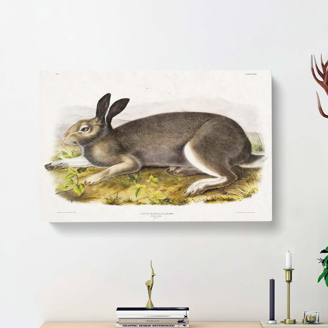 Polar Hare by J.W. Audubon - Wrapped Canvas
