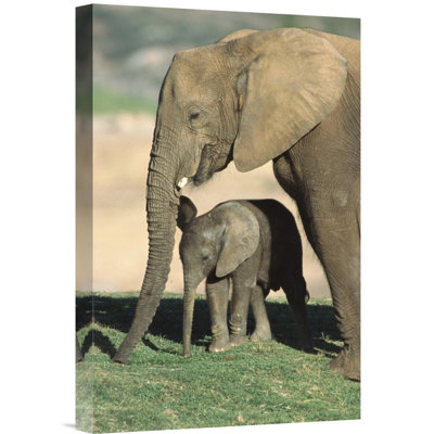 " African Elephant Mother And Calf, Native To Africa "