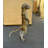 Meerkat Life Size Statue