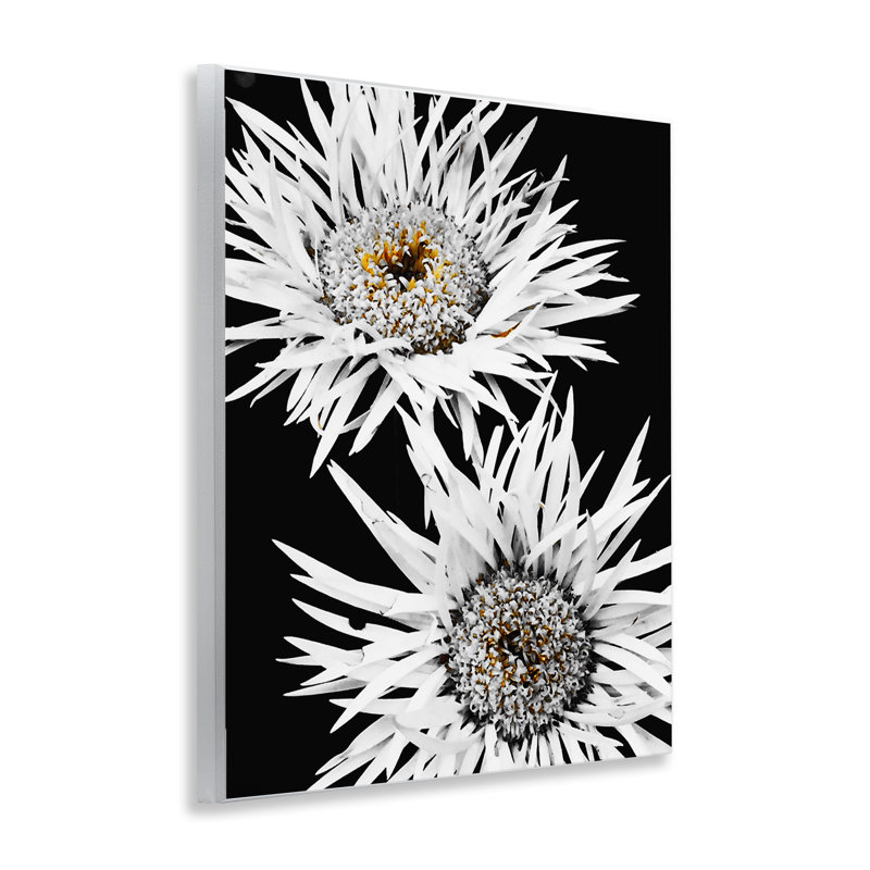 «Bold Contrast Flower Buds» par Heidi Bannon