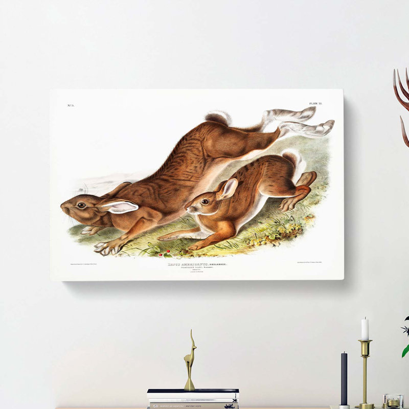 Northern Hares by J.W. Audubon - Wrapped Canvas, 35cm H x 50cm W x 3cm D