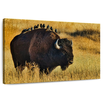 Brampt oiseaux sur bison