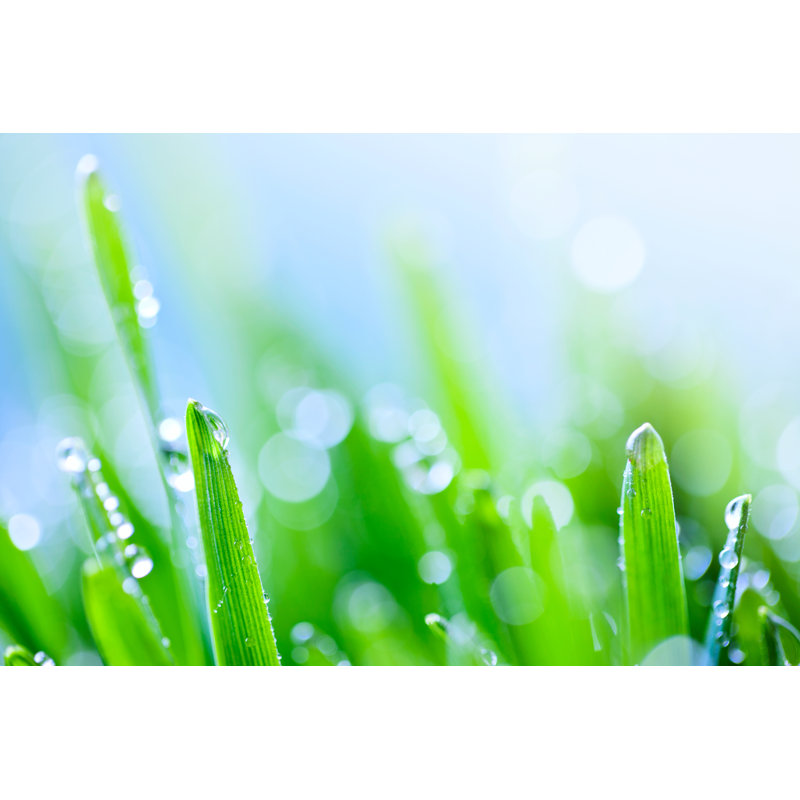 Herbe verte par Ithinksky, H 8 po x l 12 po