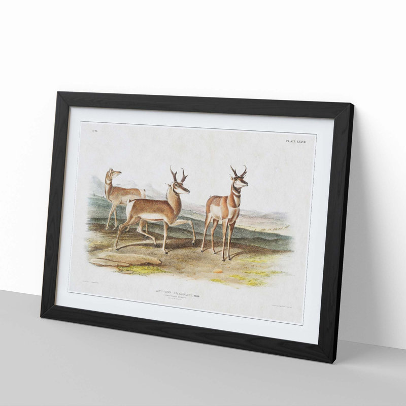 Prong-Horned Antelope by J.W. Audubon - Picture Frame Painting Print, 27cm H x 36cm W x 2cm D, Black Framed